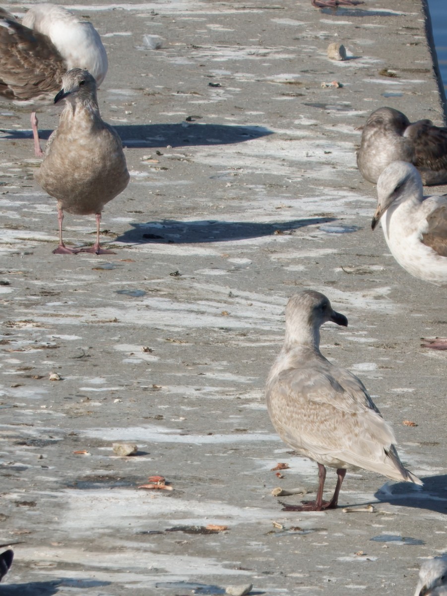 Iceland Gull (Thayer's) - ML649345711