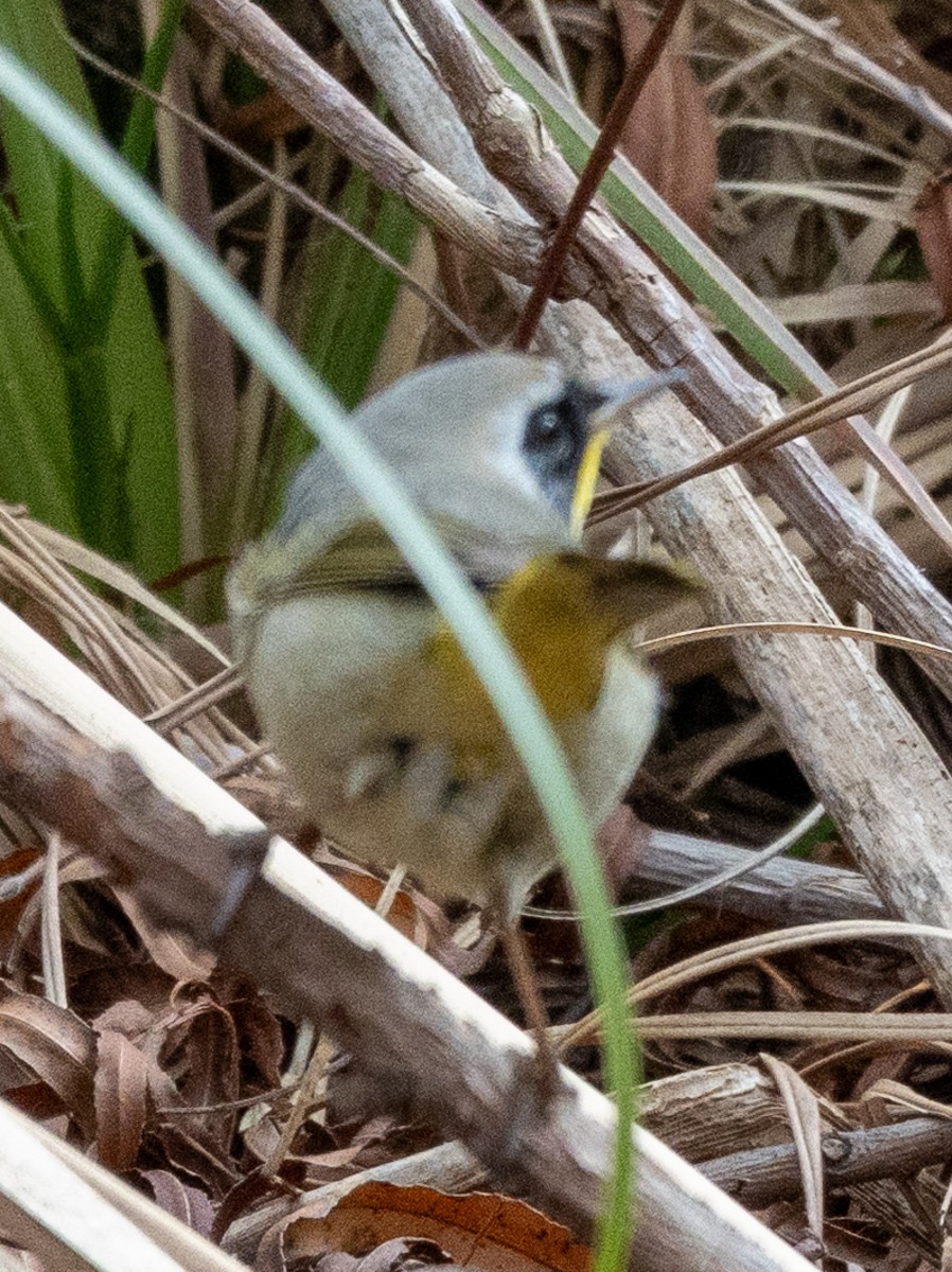 Common Yellowthroat - ML649345715
