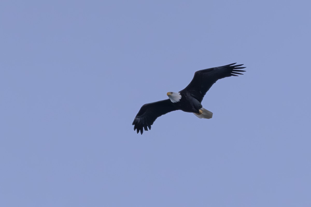 Bald Eagle - ML649345716