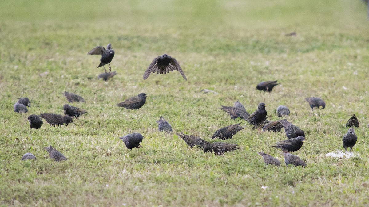 Хар тодол - ML649345718