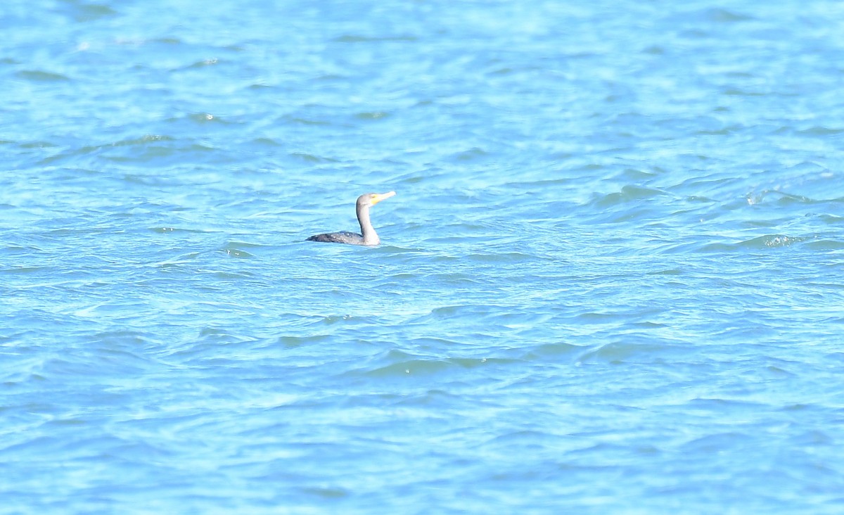 Double-crested Cormorant - ML649345720
