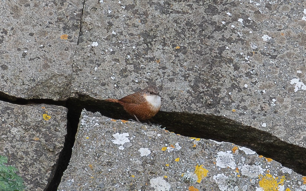 Canyon Wren - ML649345721