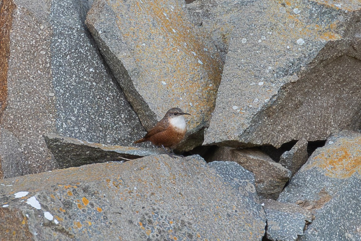 Canyon Wren - ML649345722