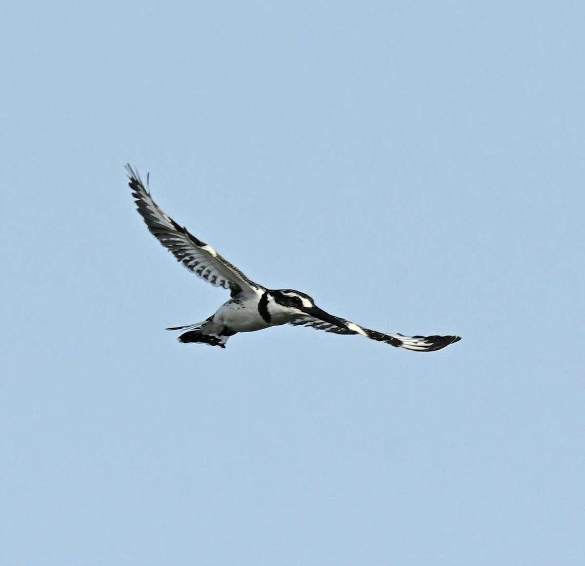 Pied Kingfisher - ML649345724
