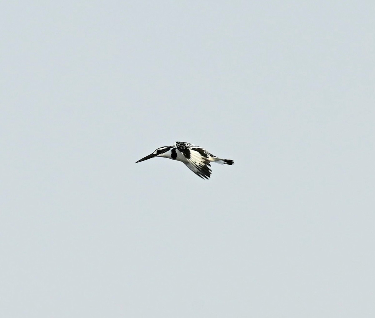Pied Kingfisher - ML649345725