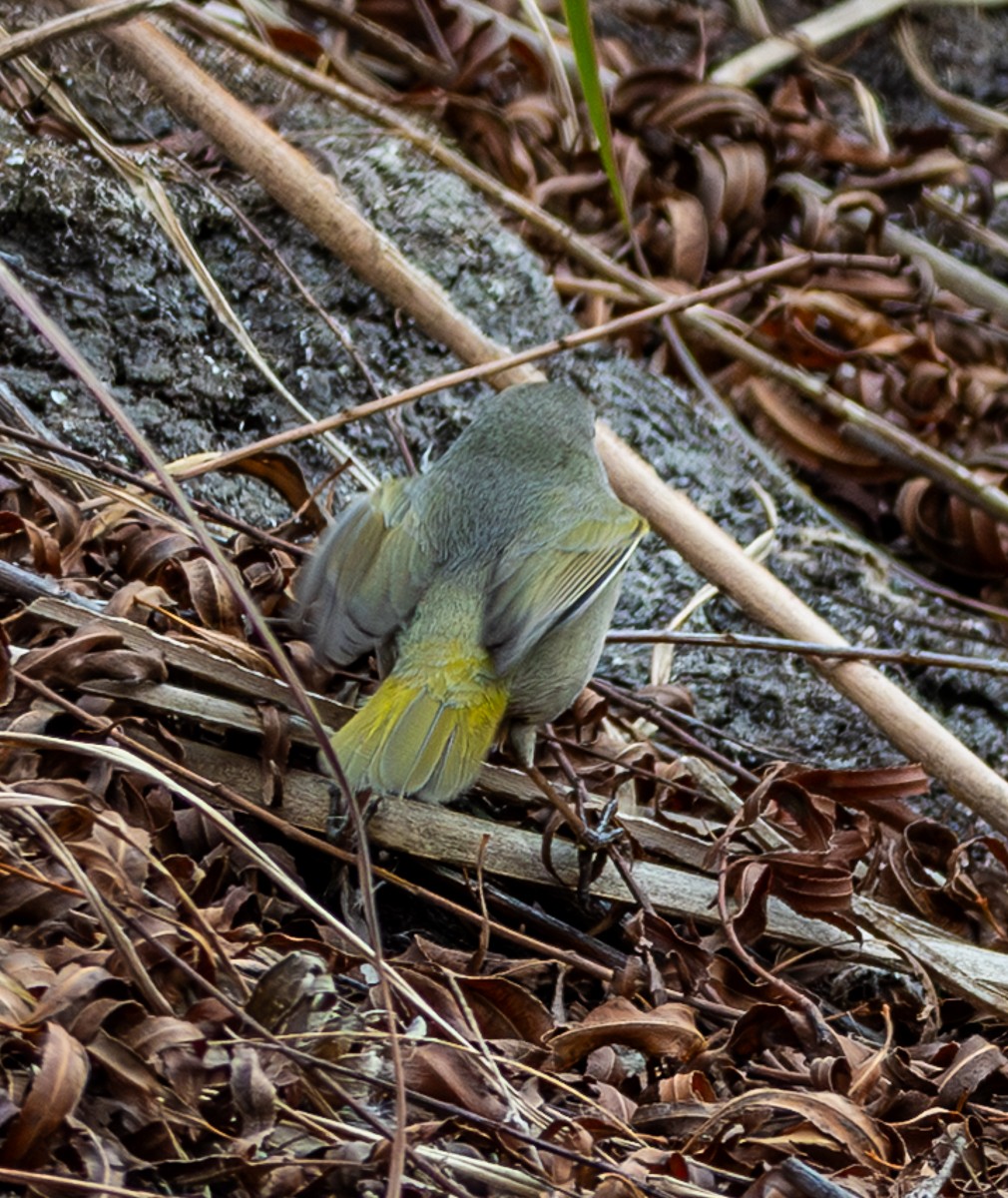 Common Yellowthroat - ML649345727