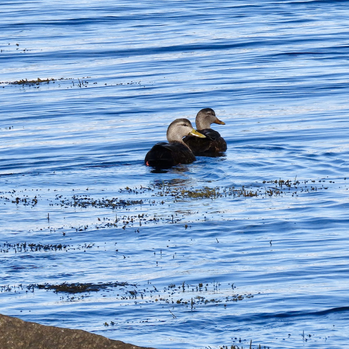 American Black Duck - ML649345728