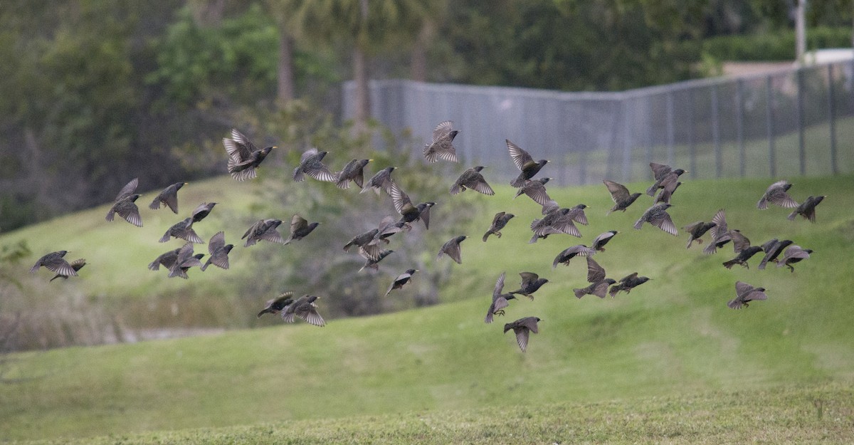 Хар тодол - ML649345729