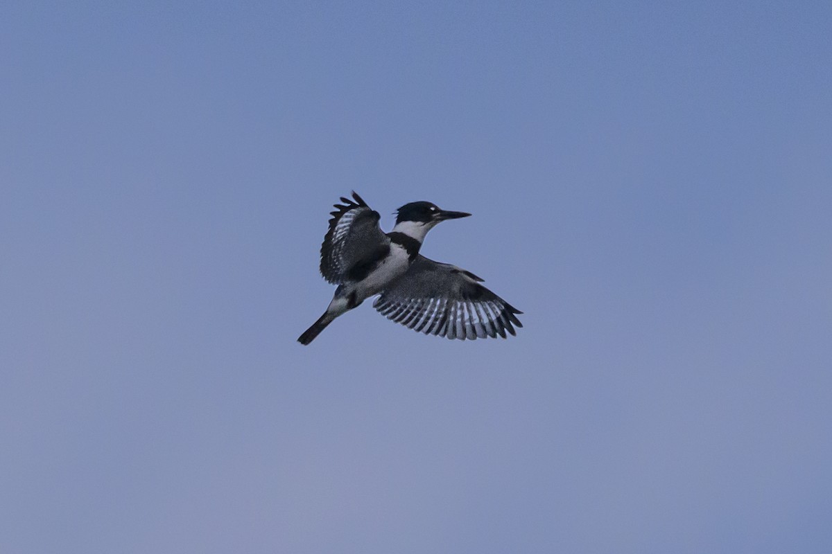 Belted Kingfisher - ML649345730