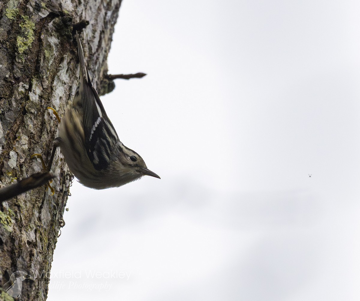 Black-and-white Warbler - ML649345733