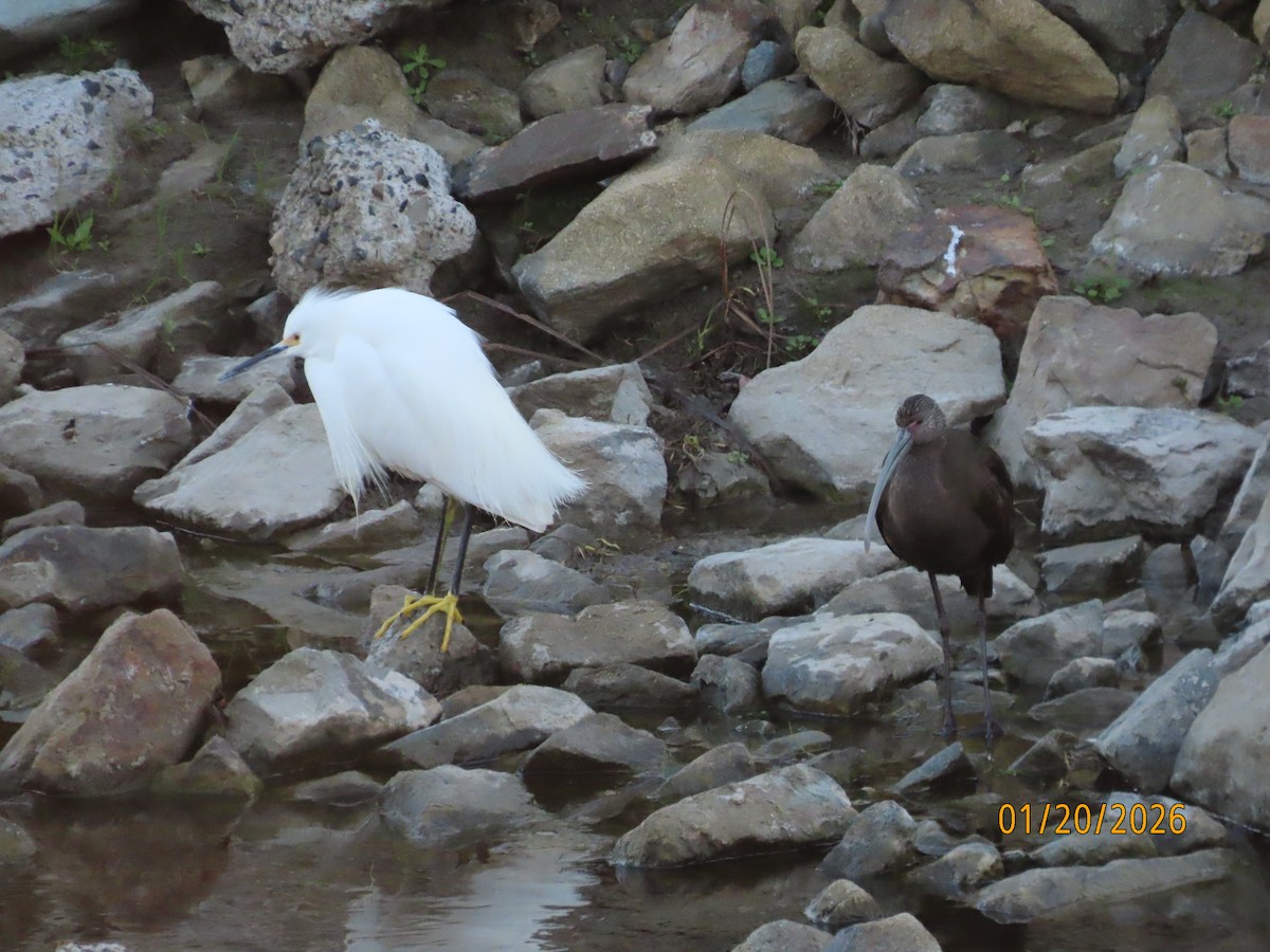 Snowy Egret - ML649345736