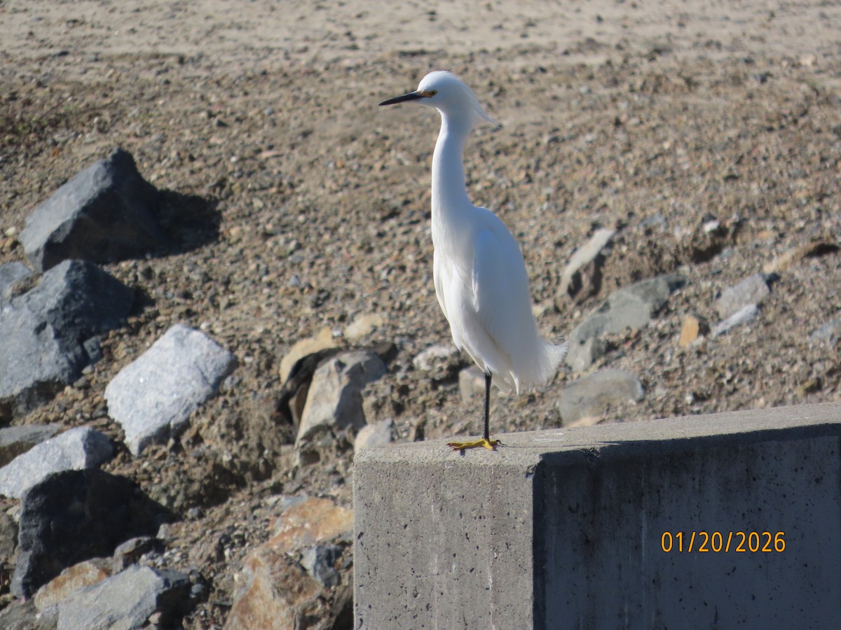 Snowy Egret - ML649345737