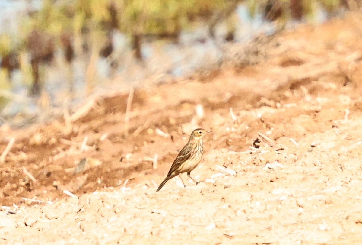 American Pipit - ML649345741