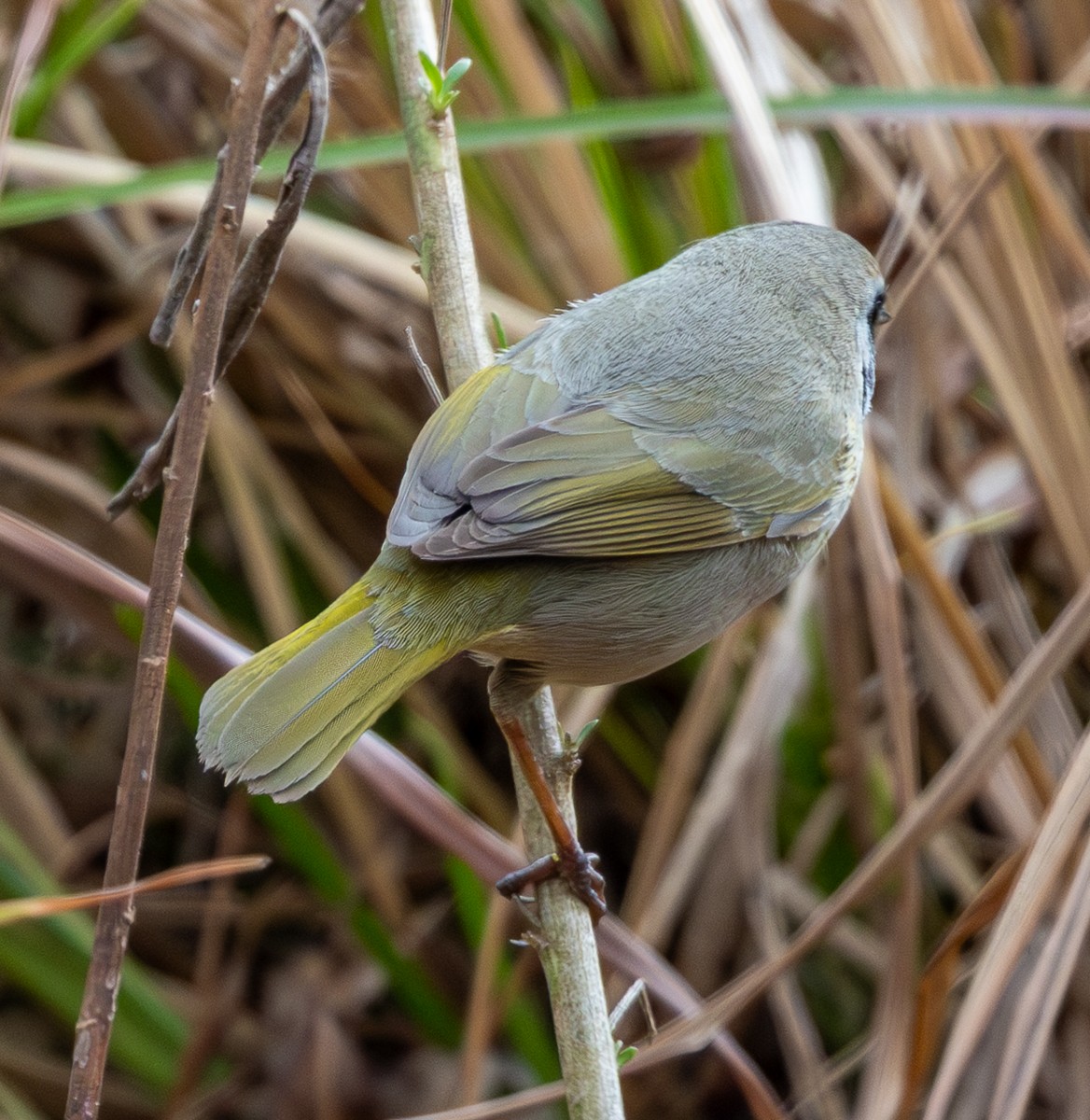 Common Yellowthroat - ML649345742