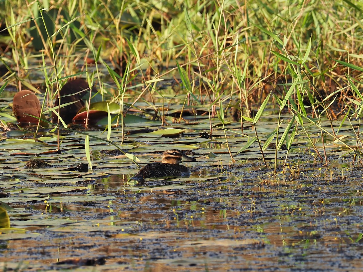 Masked Duck - ML649345744