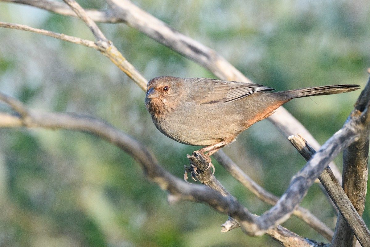 California Towhee - ML649345746