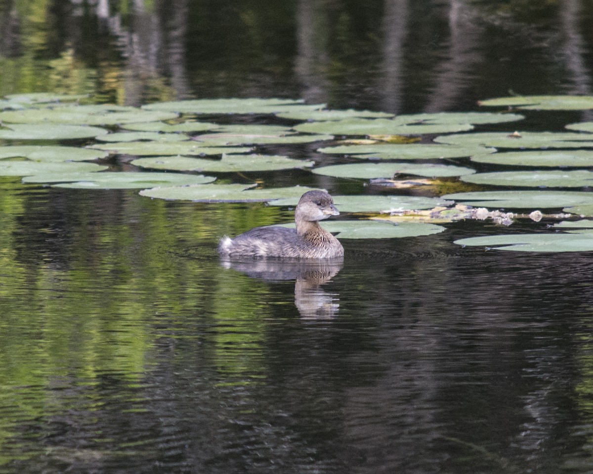 Pied-billed Grebe - ML649345748