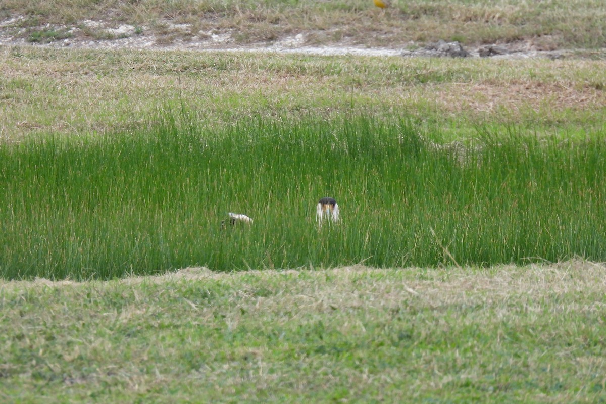 Crested Caracara (Northern) - ML649346077