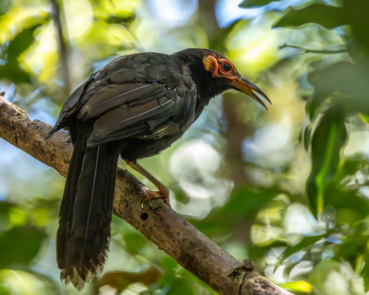 Crow Honeyeater - ML649346334