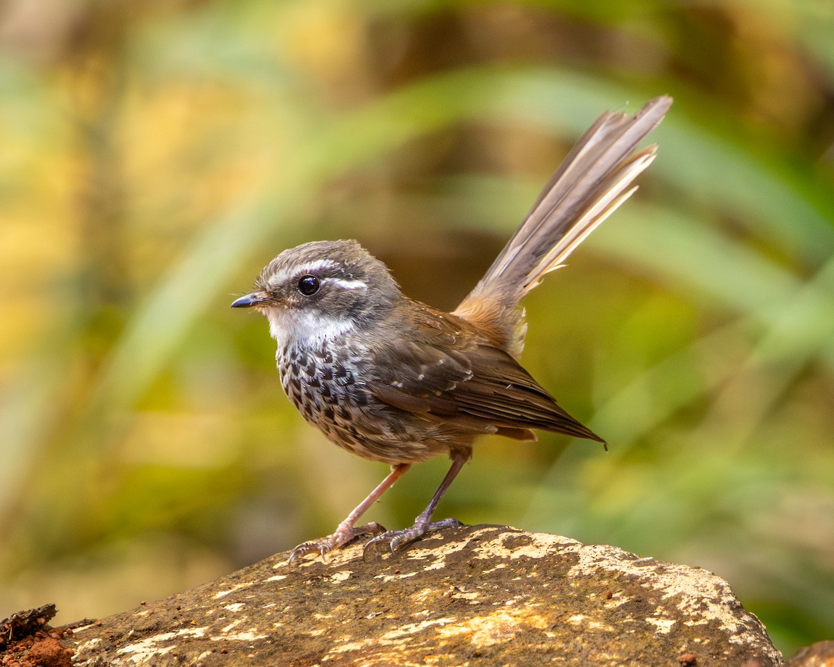 New Caledonian Streaked Fantail - ML649346396