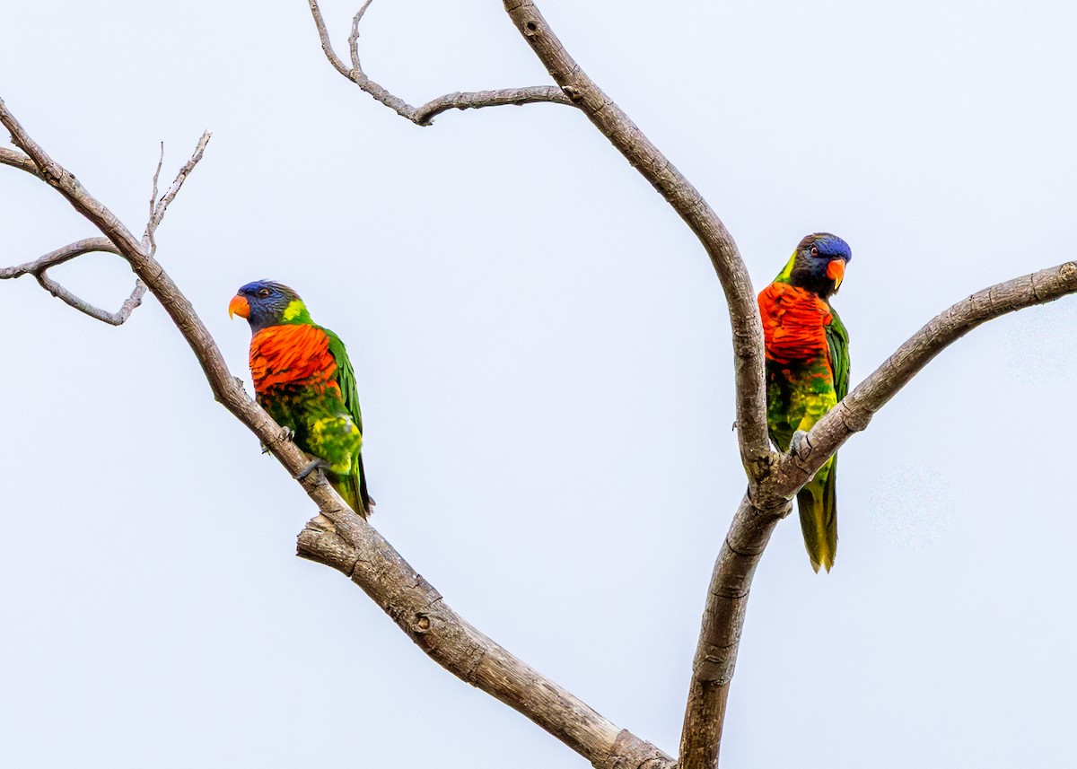 Coconut Lorikeet - ML649346542