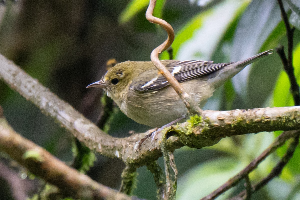 Bay-breasted Warbler - ML649346612