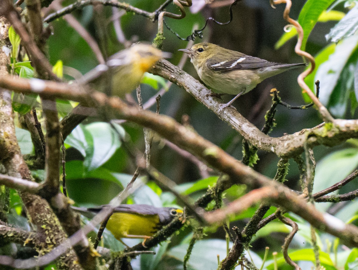 Bay-breasted Warbler - ML649346613