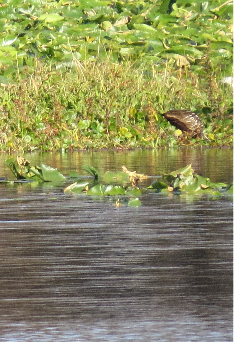 kurlan chřástalovitý - ML649346742