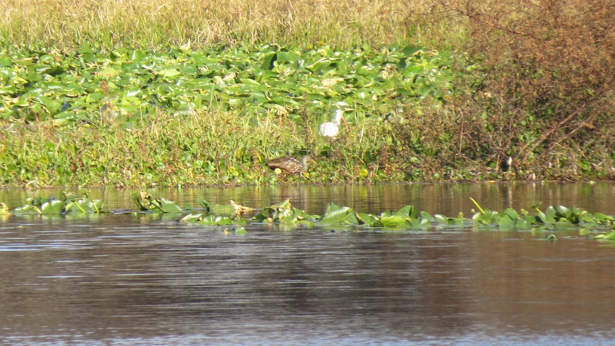 kurlan chřástalovitý - ML649346743