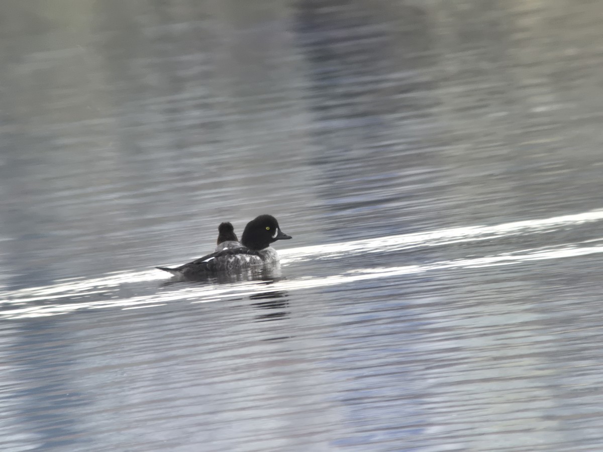 hohol islandský - ML649346746