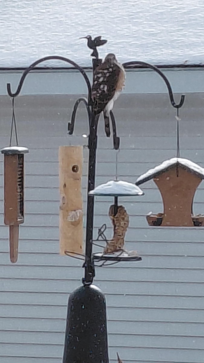 krahujec americký - ML649346749