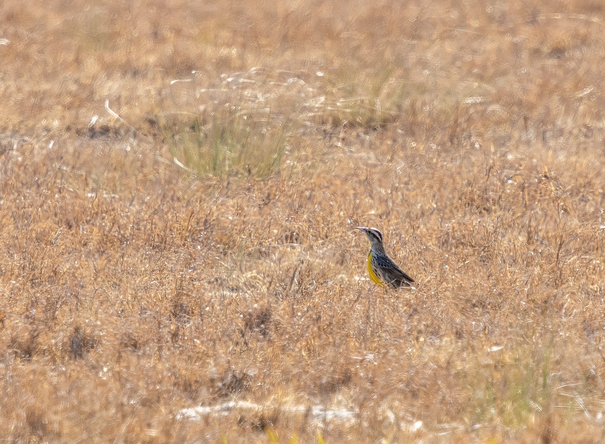 Eastern Meadowlark - ML649346753