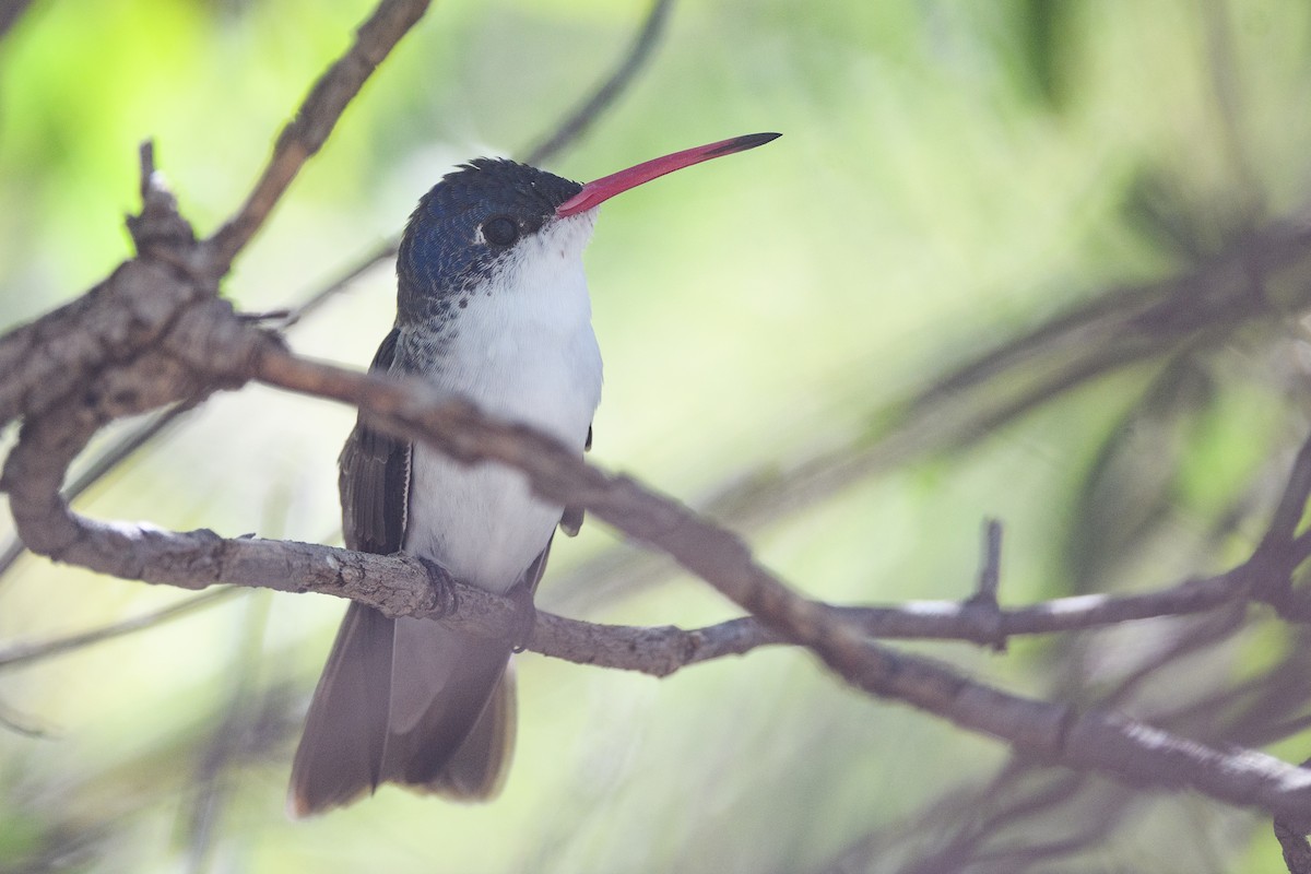 kolibřík fialovokorunkatý - ML649346754