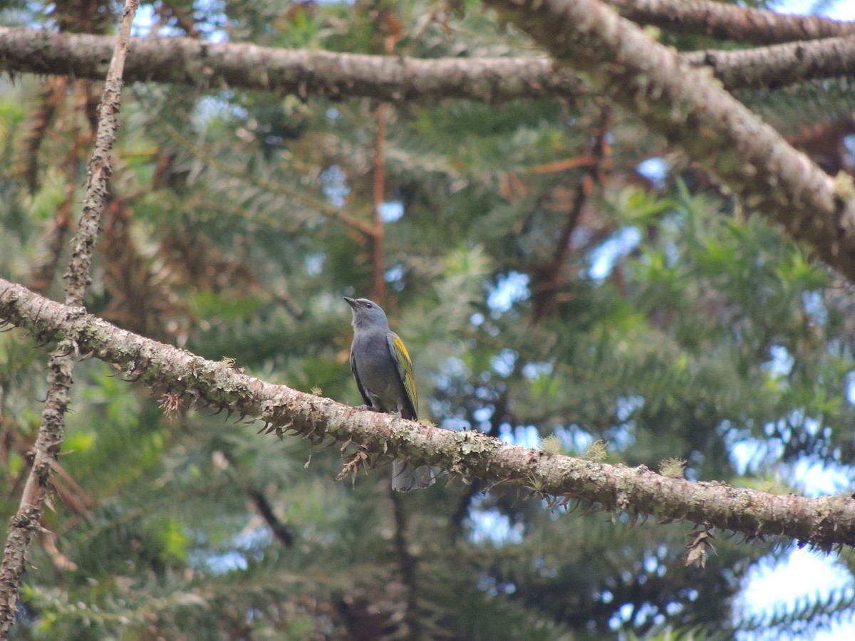 Golden-chevroned Tanager - ML649346755