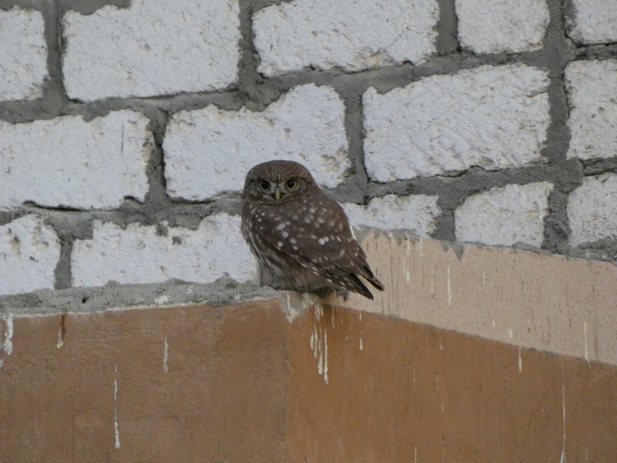 sýček obecný - ML649346761