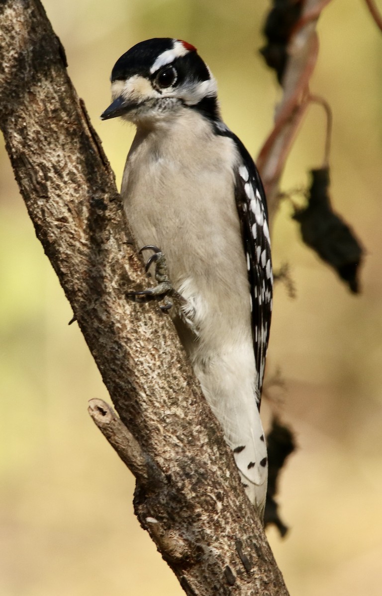 strakapoud osikový - ML649346770