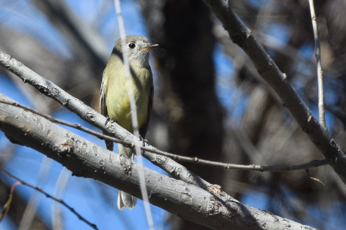 Hammond's/Dusky Flycatcher - ML649346772
