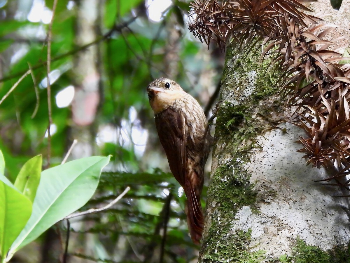 Lesser Woodcreeper - ML649346775