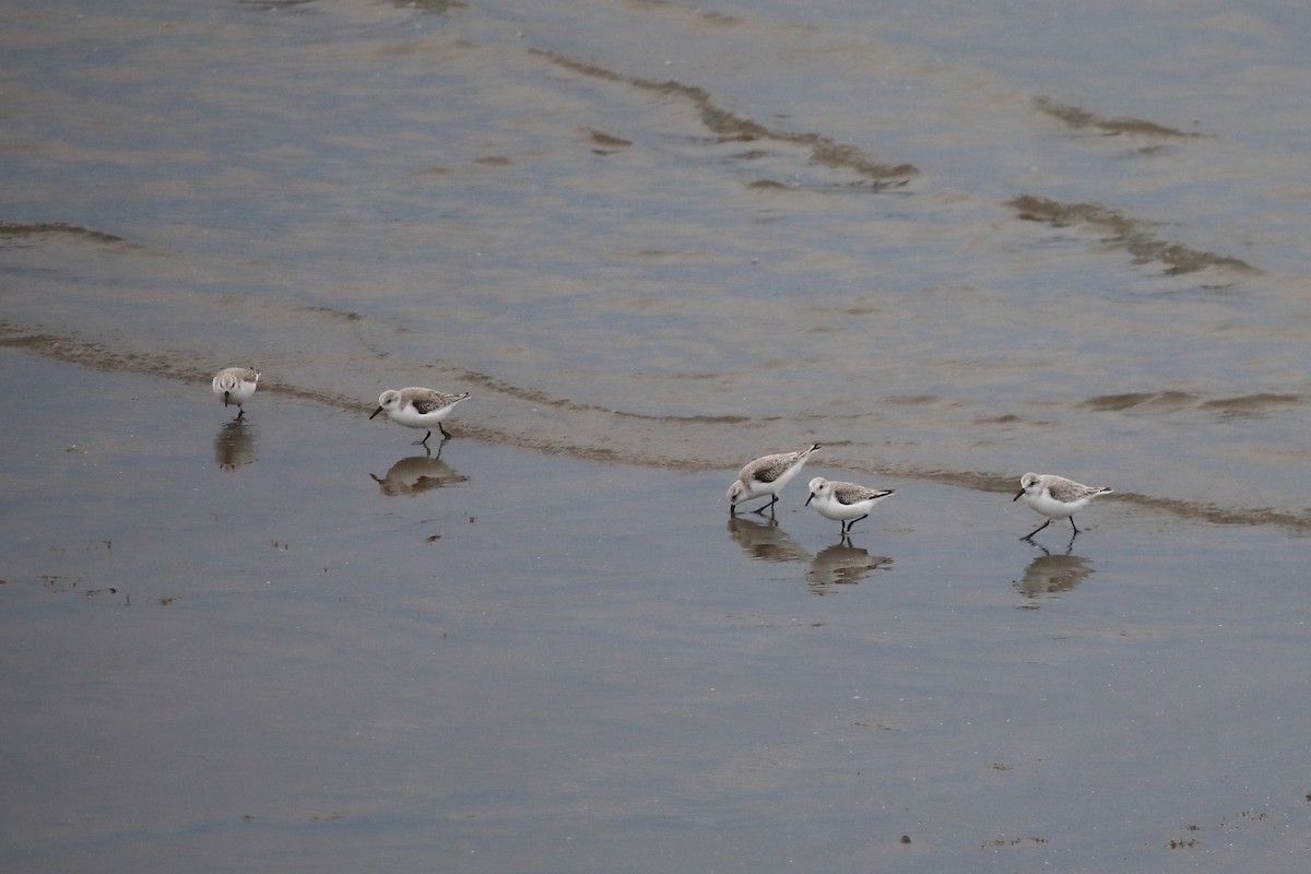 jespák písečný - ML649346777