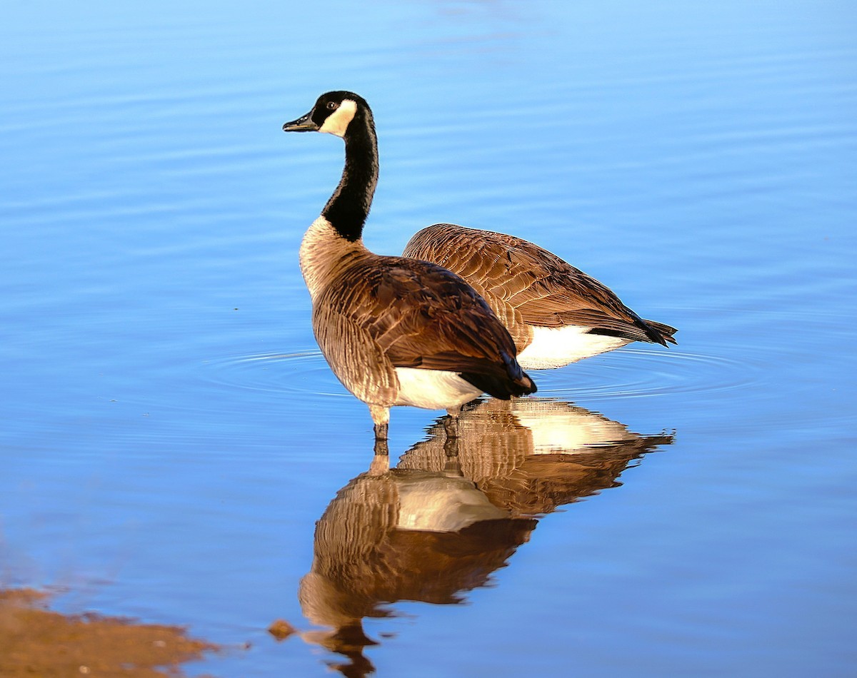 berneška velká - ML649346781