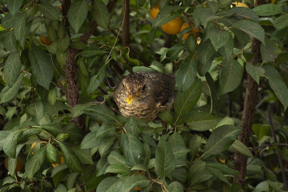 drozd falklandský - ML649346782