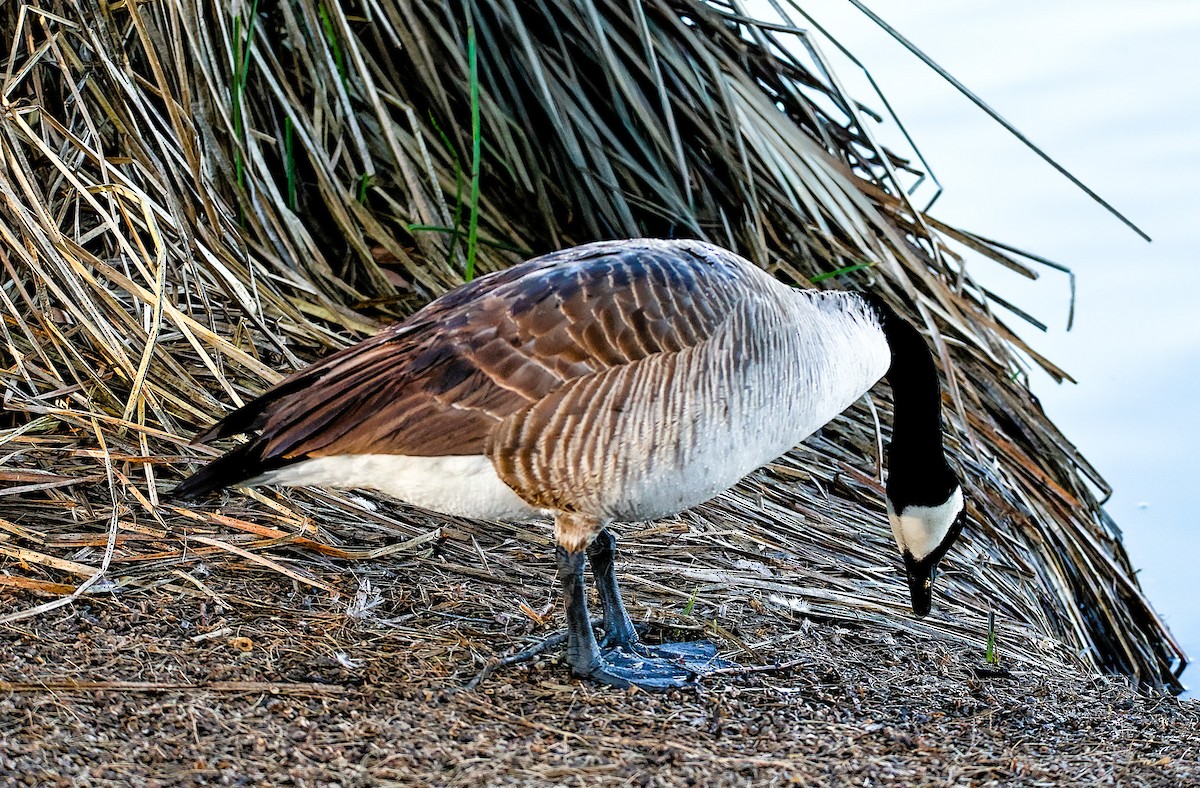 berneška velká - ML649346783