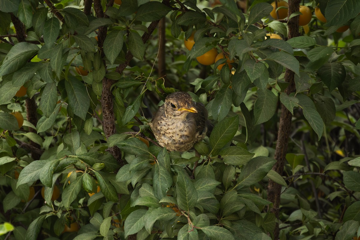 drozd falklandský - ML649346784