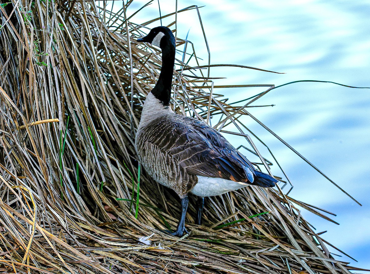 berneška velká - ML649346785