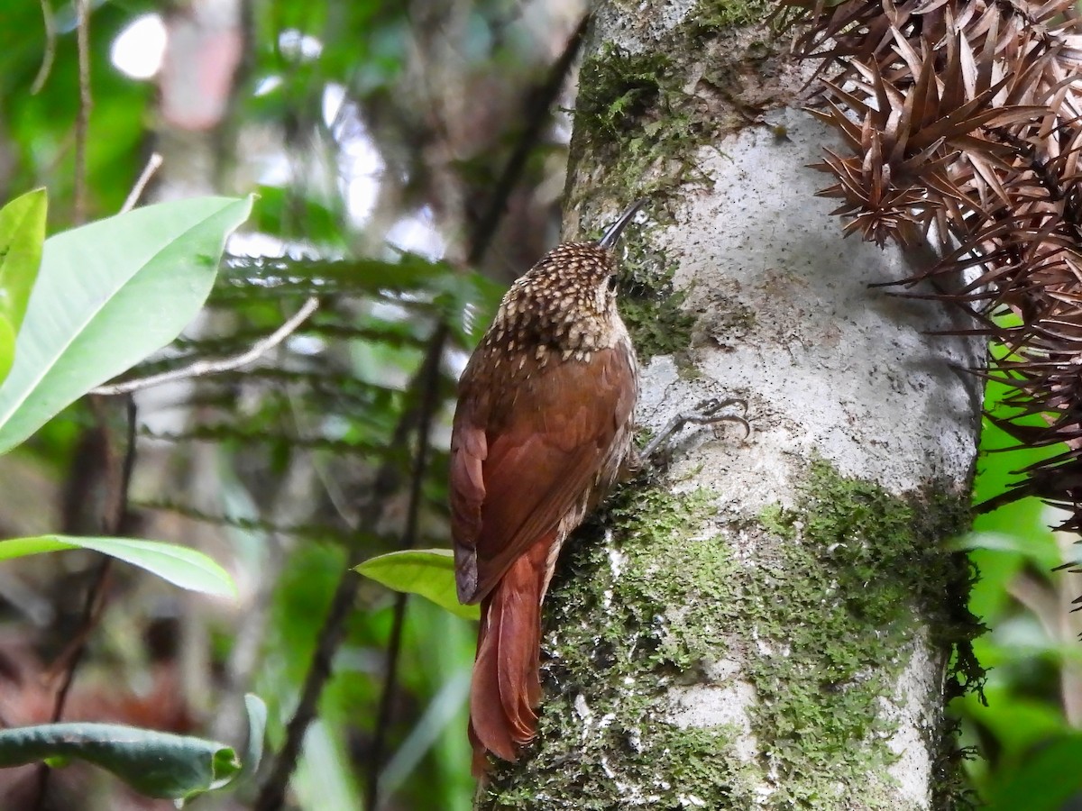Lesser Woodcreeper - ML649346786