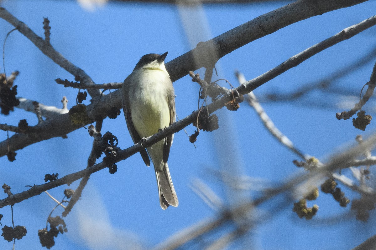 tyranovec domácí - ML649346787