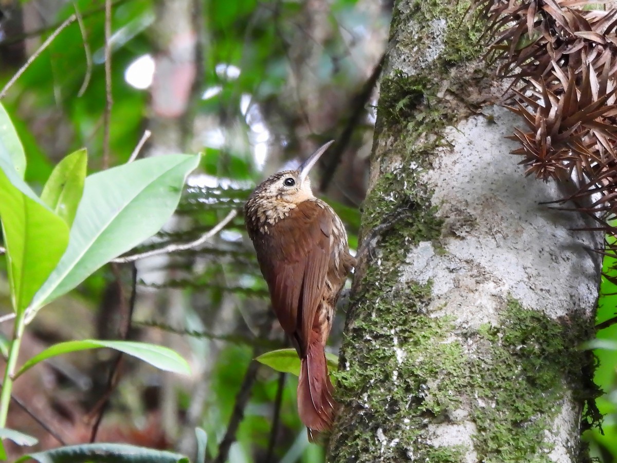 Lesser Woodcreeper - ML649346788