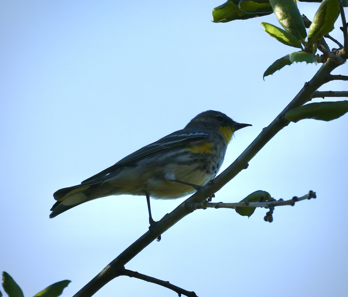 lesňáček žlutoskvrnný (ssp. coronata) - ML649346789