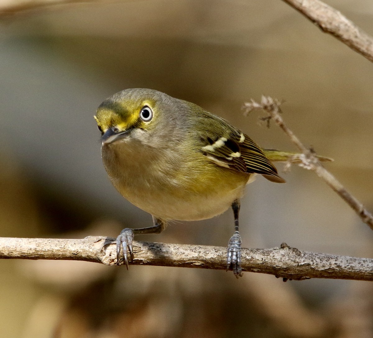 zelenáček bělooký - ML649346790