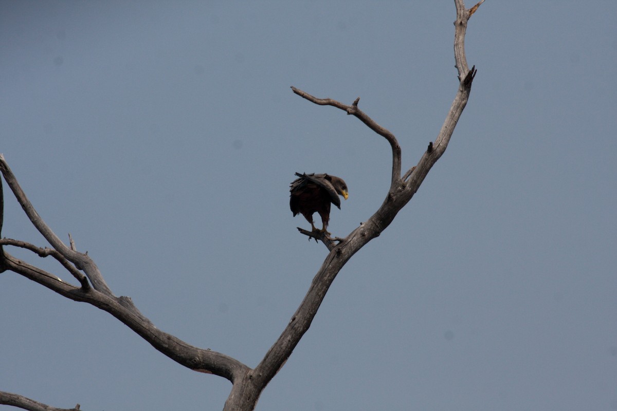 דיה צהובת-מקור - ML649346895